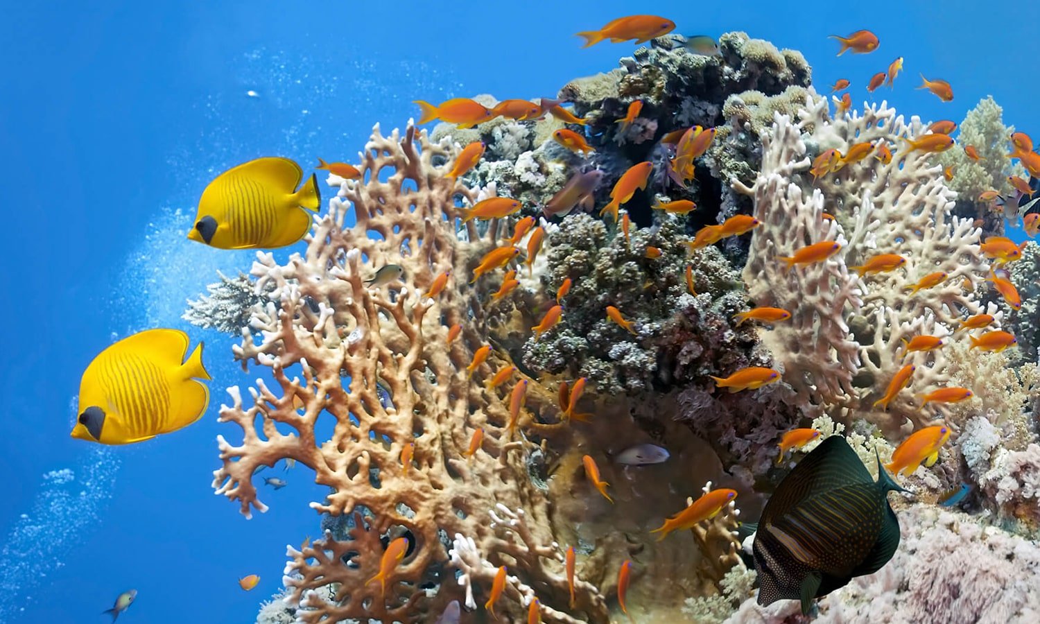 Snorkeling at Mnemba Atoll