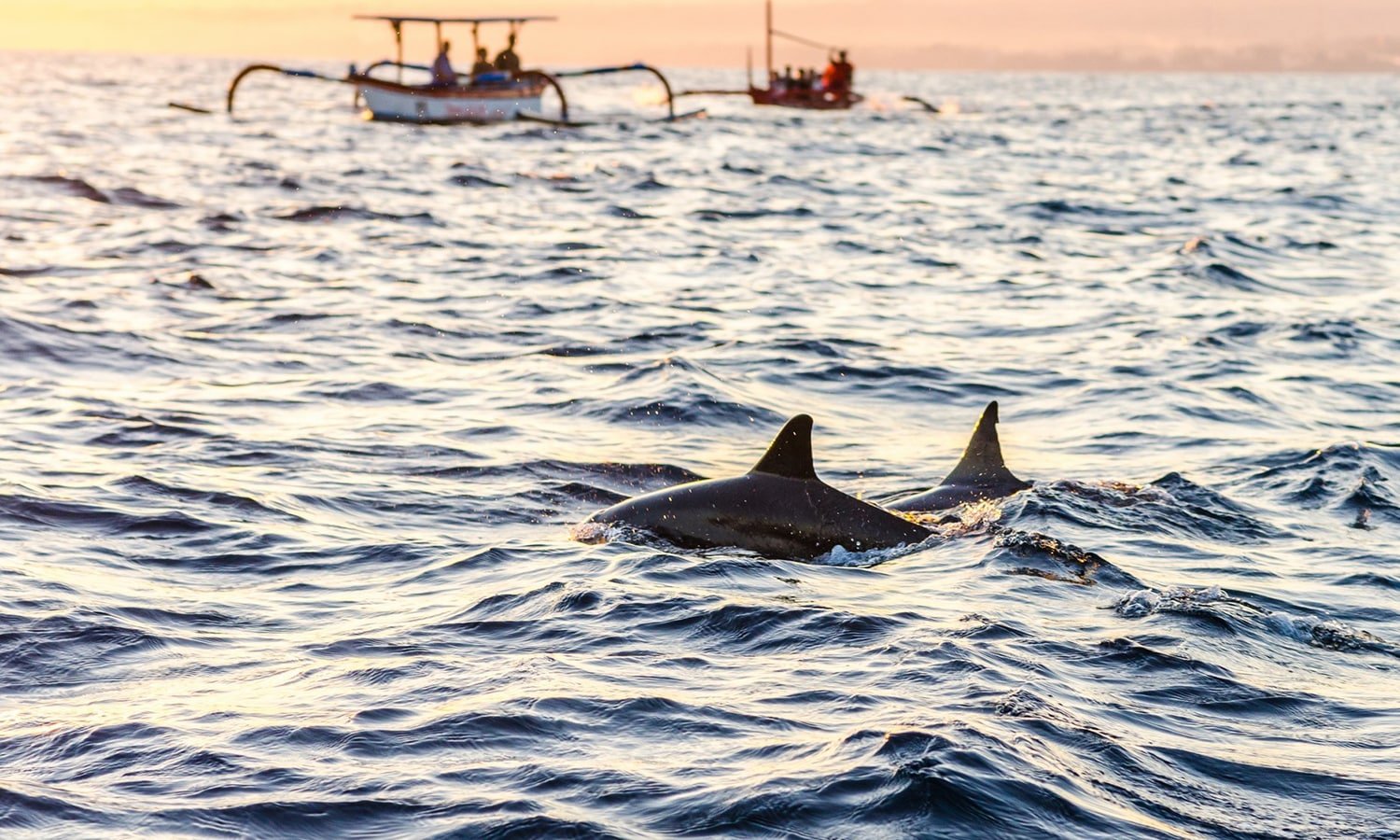 Swimming With Dolphins At Kizimkazi