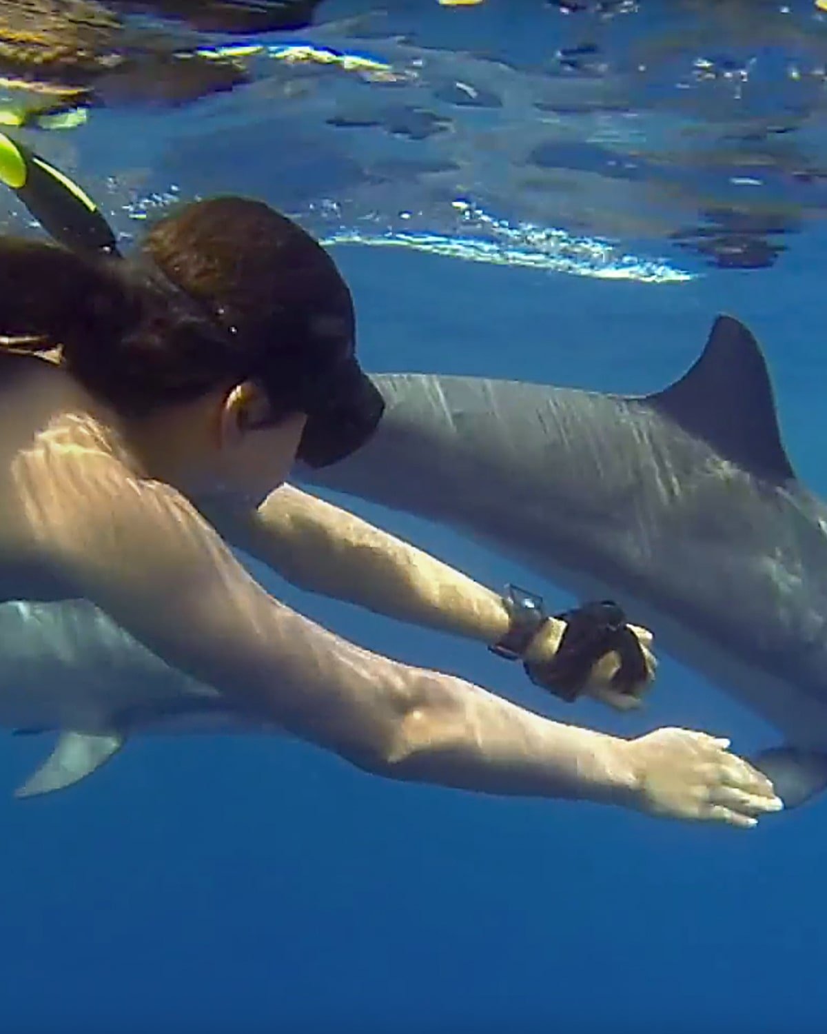 Swimming With Dolphins