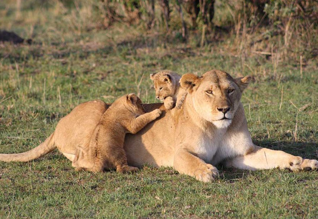 3 Days Fly-in Safari to Serengeti National Park from Zanzibar