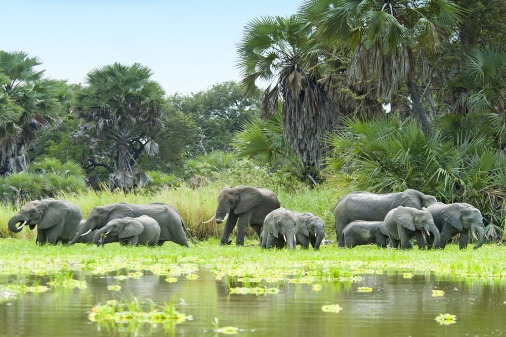 Day Trip to Selous Game Reserve from Zanzibar