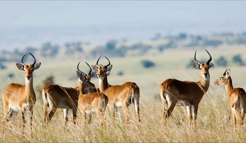 3 Days Safari to tarangire national park ,Ngorongoro Crater 
and Maasai village