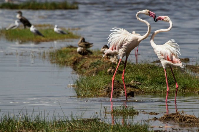 2 days 1 night Safari in Ngorongoro and tarangire National Park